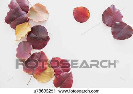 Studio Shot of colorful leaves View Large Photo Image Stock Image - Studio Shot of colorful leaves. Fotosearch