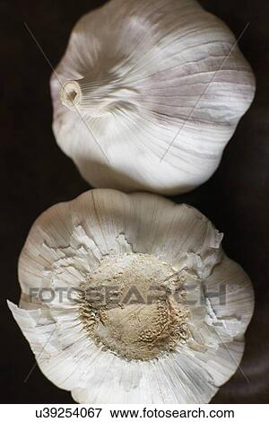 Stock Photo - Studio Shot of garlic. Fotosearch
