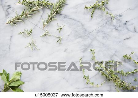Stock Photo - Studio Shot of herbs. Fotosearch