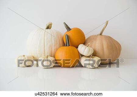 Picture - Studio Shot of pumpkins. Fotosearch