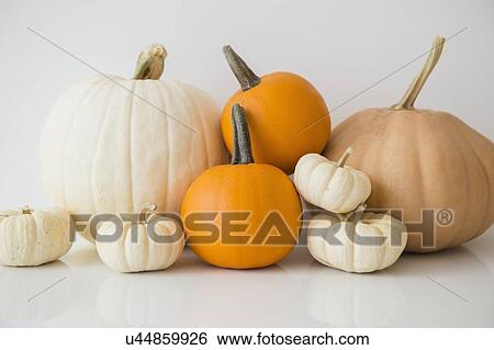 Studio Shot of pumpkins View Large Photo Image Stock Photograph - Studio Shot of pumpkins. Fotosearch