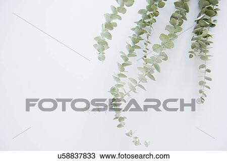 Studio Shot of stems of eucalyptus View Large Photo Image Stock Image - Studio Shot of stems of eucalyptus. Fotosearch