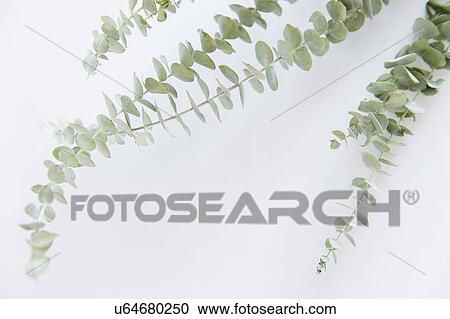 Studio Shot of stems of eucalyptus View Large Photo Image Stock Image - Studio Shot of stems of eucalyptus. Fotosearch