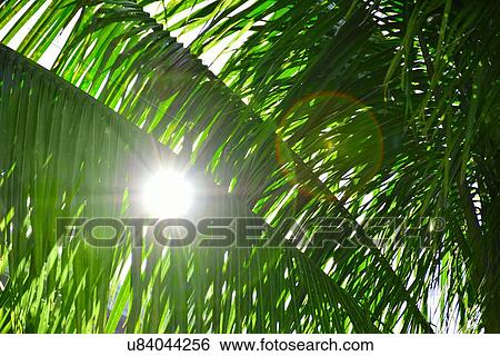 Sunlight behind palm leaves View Large Photo Image Stock Photograph - Sunlight behind palm leaves. Fotosearch
