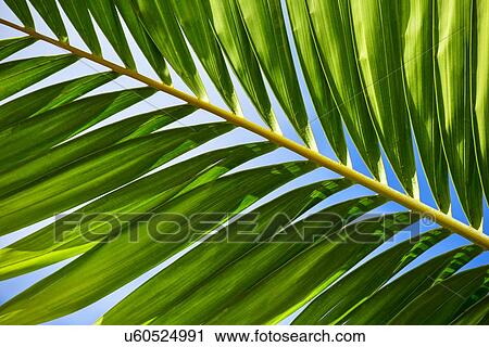 Stock Image - Sunlight in palm leaf. Fotosearch