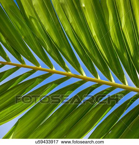 Stock Photo - Sunlight in palm leaf. Fotosearch
