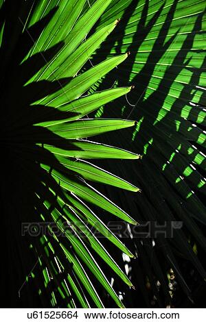 Picture - Sunlight in palm leaves. Fotosearch