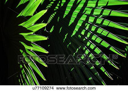 Sunlight in palm leaves View Large Photo Image Picture - Sunlight in palm leaves. Fotosearch