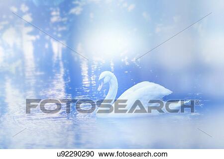 Swan on lake View Large Photo Image Stock Image - Swan on lake. Fotosearch