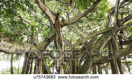 Stock Image - View of Banyan Tree. Fotosearch