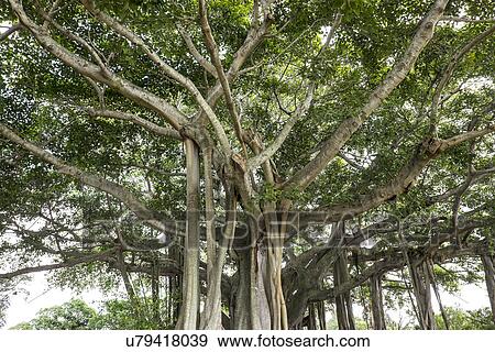 Stock Photo - View of Banyan Tree. Fotosearch