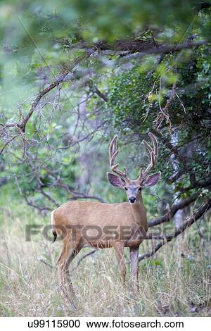 View of deer in forest View Large Photo Image Stock Image - View of deer in forest. Fotosearch