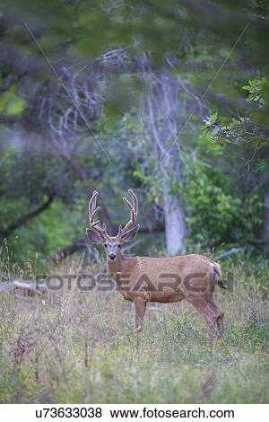 View of deer in forest View Large Photo Image Stock Photo - View of deer in forest. Fotosearch