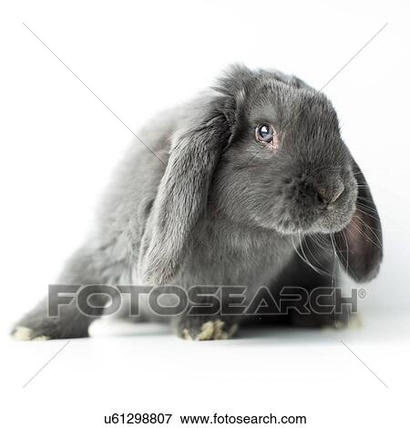 Stock Photo - Young grey bunny. Fotosearch