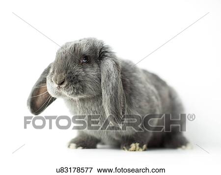 Young grey bunny View Large Photo Image Stock Photo - Young grey bunny. Fotosearch