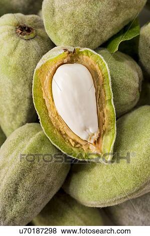 Almond in its shell View Large Photo Image Stock Photo - Almond in its shell. Fotosearch