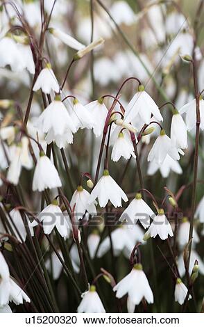 Autumn snowflake View Large Photo Image Stock Image - Autumn snowflake. Fotosearch