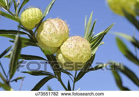 Stock Image - Balloon milkweed. Fotosearch