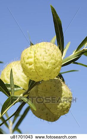 Stock Image - Balloon milkweed. Fotosearch