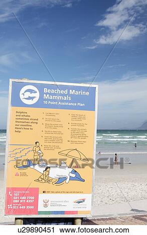 Beached marine animal information sign View Large Photo Image Stock Image - Beached marine animal information sign. Fotosearch