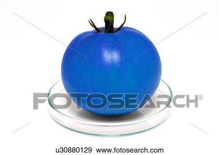 Blue tomato on petri dish View Large Illustration Stock Illustration - Blue tomato on petri dish. Fotosearch