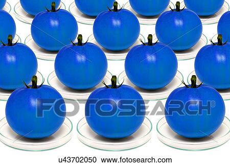 Blue tomatoes on petri dishes View Large Illustration Clipart - Blue tomatoes on petri dishes. Fotosearch