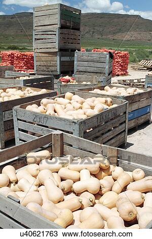Stock Image - Butternut squashes. Fotosearch