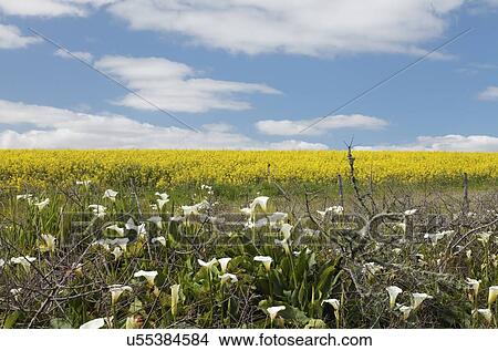 Picture - Calla lilies. Fotosearch