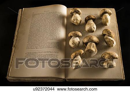 Picture - Ceps mushrooms on an open book. Fotosearch