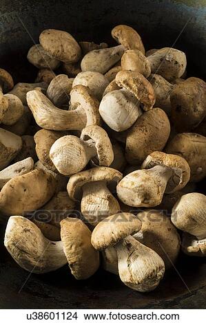Picture - Ceps mushrooms. Fotosearch