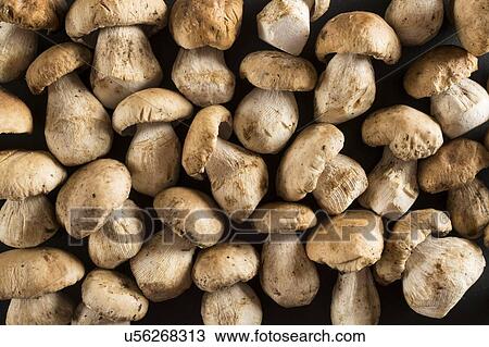 Ceps mushrooms View Large Photo Image Stock Image - Ceps mushrooms. Fotosearch