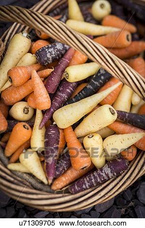 Stock Photography - Chanteney carrots. Fotosearch