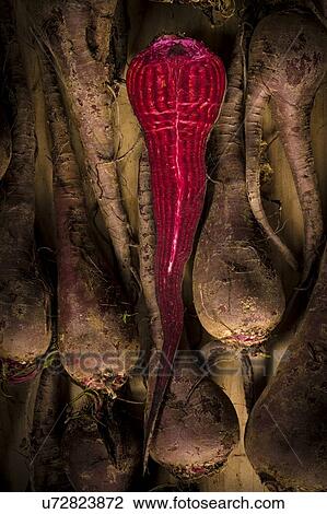Stock Image - Crapaudine beetroot. Fotosearch