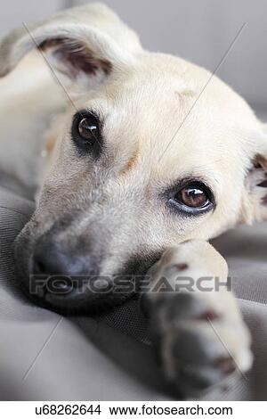Picture - Dog lying down. Fotosearch