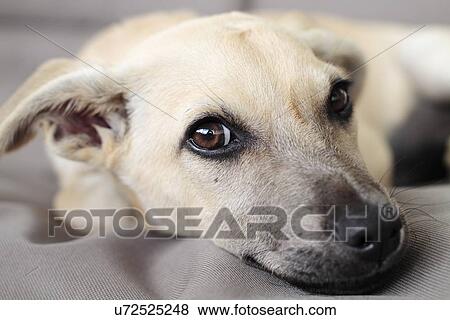 Stock Photo - Dog lying down. Fotosearch