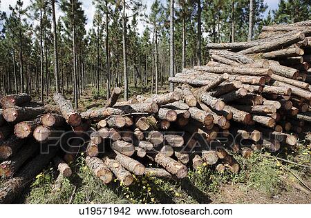 Felled conifers View Large Photo Image Stock Image - Felled conifers. Fotosearch