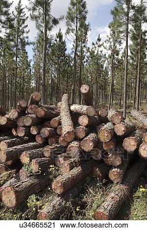 Felled conifers View Large Photo Image Stock Image - Felled conifers. Fotosearch