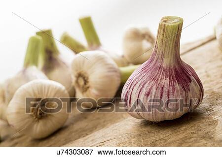 Fresh garlic View Large Photo Image Stock Photo - Fresh garlic. Fotosearch