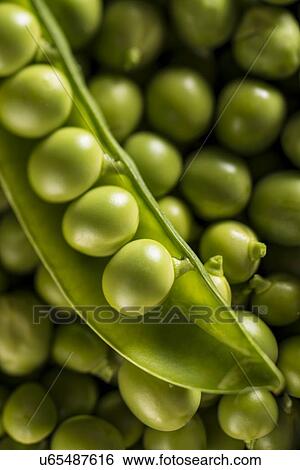 Garden peas in the pod View Large Photo Image Stock Photograph - Garden peas in the pod. Fotosearch