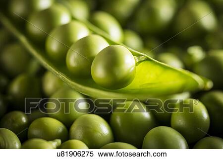 Garden peas in the pod View Large Photo Image Stock Photography - Garden peas in the pod. Fotosearch