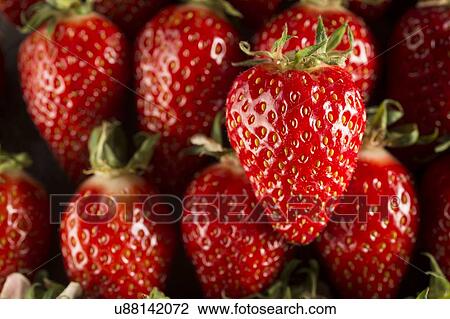 Gariguette strawberries View Large Photo Image Stock Image - Gariguette strawberries. Fotosearch