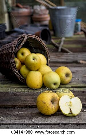 Stock Image - Goldrush apples falling from a basket. Fotosearch