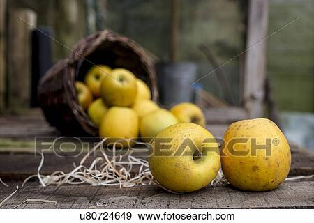 Stock Photo - Goldrush apples falling from a basket. Fotosearch