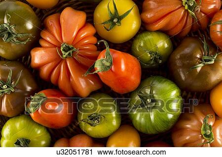 Heritage tomatoes View Large Photo Image Stock Image - Heritage tomatoes. Fotosearch