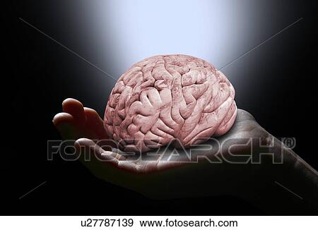 Stock Illustration - "Human brain, illustration". Fotosearch