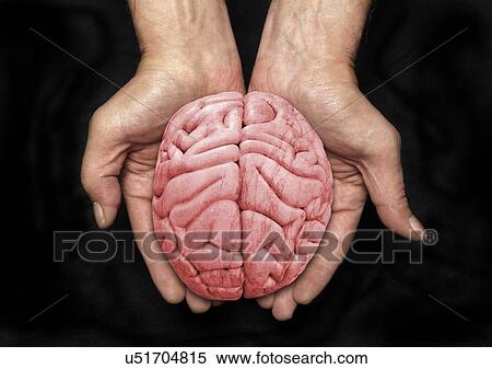 Stock Illustration - "Human brain, illustration". Fotosearch