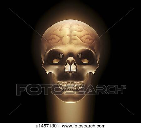 Clip Art - "Human skull and brain, illustration". Fotosearch