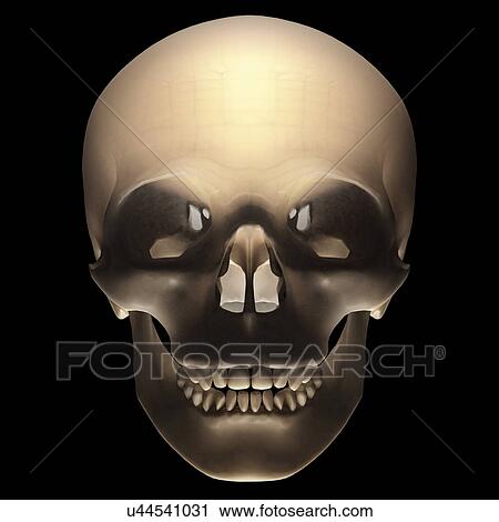 "Human skull, illustration" View Large Illustration Clip Art - "Human skull, illustration". Fotosearch