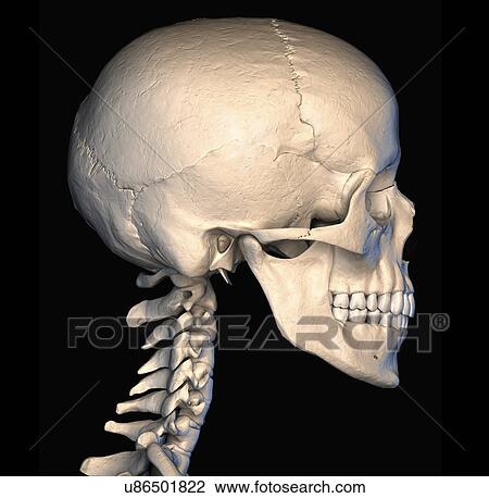 Drawing - "Human skull, illustration". Fotosearch