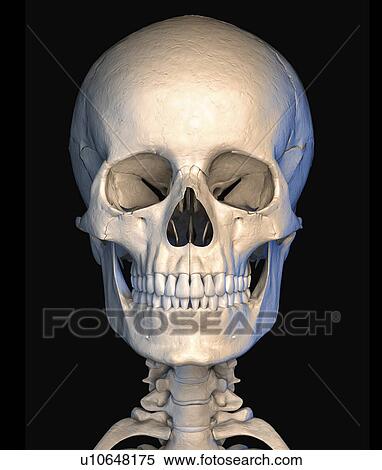"Human skull, illustration" View Large Illustration Stock Illustration - "Human skull, illustration". Fotosearch